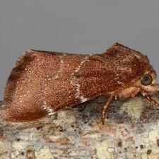 Schinia saturata