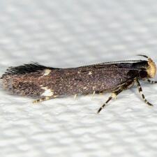 Aroga trialbamaculella