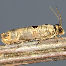 Episimus transferrana