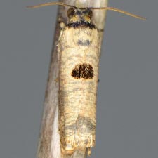 Episimus transferrana