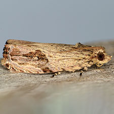 Tsinilla lineana