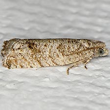 Eucosma baggetti