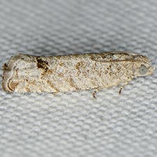 Eucosma baggetti