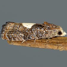 Ecdytolopha palmetum