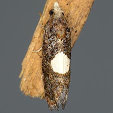 Ecdytolopha palmetum