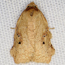 Amorbia concavana