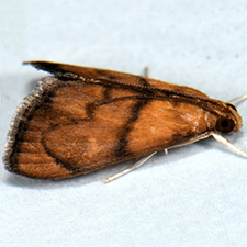 Plumegesta largalis