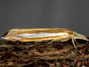 Crambus satrapellus