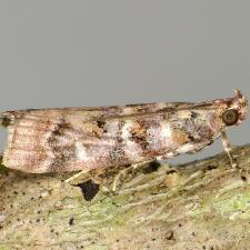 Dioryctria pygmaeella