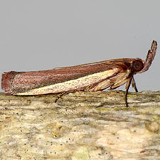 Peoria luteicostella