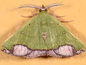 Numia terebintharia