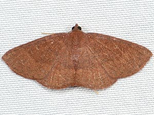 Covellia procrastinata