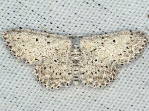 Idaea ostentaria