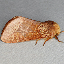 Datana robusta