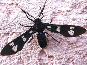 Syntomeida syntomoides