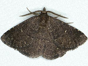 Prosoparia floridana