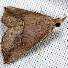 Hypena porrectalis