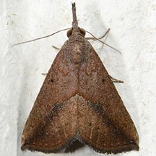 Hypena porrectalis