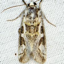 Neotuerta hemicycla