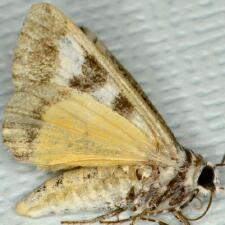 Neotuerta hemicycla