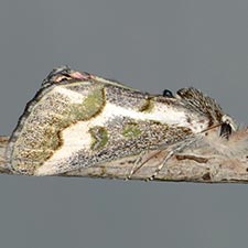 Caularis lunata