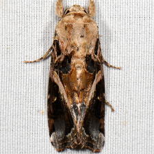 Spodoptera androgea