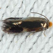 Stigmella resplendensella