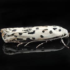 Ethmia bittenella