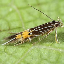 Cosmopterix minutella