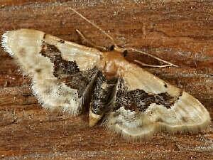 Idaea gemmata