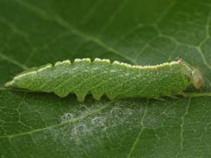 Rifargia subrotata