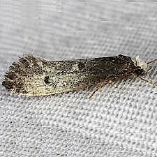 Tinea occidentella