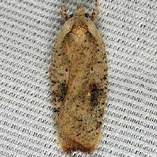 Agonopterix nervosa