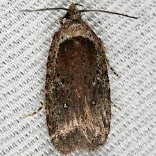 Agonopterix sp.