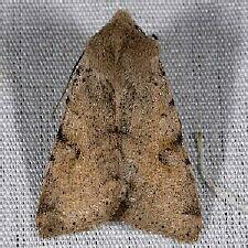 Orthosia behrensiana