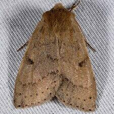 Orthosia arthrolita