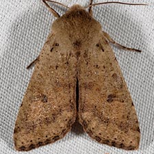 Orthosia pacifica