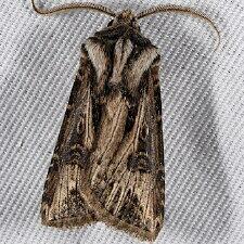 Agrotis venerabilis