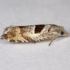 Eucosma apacheana