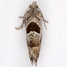 Eucosma apacheana