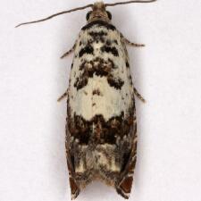 Epinotia nigralbana