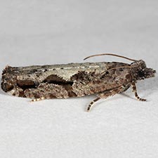 Epinotia cercocarpana