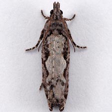 Epinotia cercocarpana