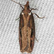 Epinotia kasloana