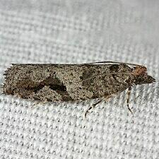 Epinotia signiferana