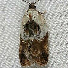 Acleris variegana