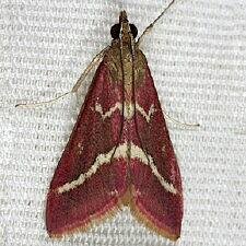 Pyrausta volupialis