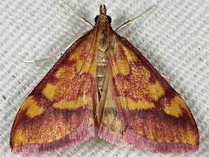 Pyrausta perrubralis