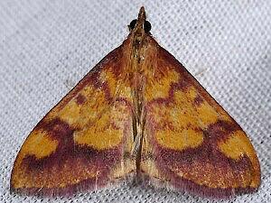 Pyrausta perrubralis