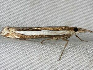 Crambus rickseckerellus